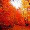Fall Foliage Near Timm's Hill