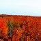 Timms Hill Panorama