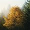 Fall in Western Oregon