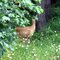 Now where did Bambi go?