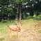 Blacktail Buck in Velvet