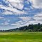  Blue sky+green grass+yellow flower