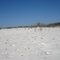 Deer Island Oyster Shells
