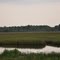Marsh behind Belle Fountaine Beach, Ocean Springs, MS