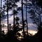 Through the trees