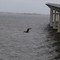 Pelican by Biloxi Bay Bridge