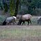 Nice bull elk