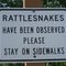 Rattlesnake Have Been Observed