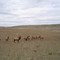 Fairfield Elk Farm