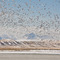 Flock rising with the Bob Marshall Wilderness in the Background