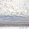 Snowgeese with Swans in the foreground