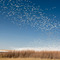 Snowgoose Migration at Freezeout Lake Wildlife Management Area, Montana (View at full resolution)