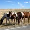 Wild Horses near Bighorn Canyon