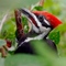 Woodpecker