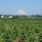 Mt Hood from Springwater Rd