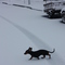 North American Domesticated Dachshund Crosses the Road