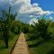 A Boardwalk from the Pond  (  May 31, 2010 )