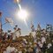 RM 1919 Cotton Field, Baylor Co.
