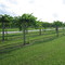 Silver Coast Winery