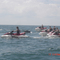 Dolphin tour Little River Inlet