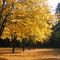 Metzler Park maples
