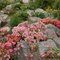 The rock garden at Wild Ginger Farm