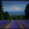 Lavender Dreams
