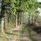 Path on Pete's Mt