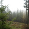 Mist over the forest