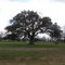 oak tree north of Columbus