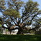 The second largest live oak tree of Texas in Columbus - crown spread 111 feet, crown circumference 100 yards