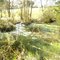 marshy area,  off Bradley Rd. Delisle,  Ms.