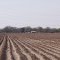 campos agricolas  de camargo tamaulipas