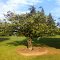Could this be a Luelling tree from the old pioneer orchard that once stood in this very spot?  The orchard is long gone but is now the Waverly Golf Course since 1896 and is rumored to have a few fruit trees left