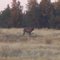 Elk off road