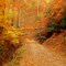 The Driveway  in Autumn