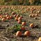 Pumpkin Patch
