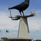 Belgrade Crow