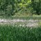 Oil Creek State Park Self-guided Nature Trail