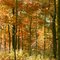 Fall in the Eastern Woodlands of Ohio