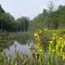 Shealy's Pond