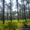 Brosnan Forest