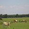 Saluda County Longhorns