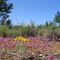 Flowers and North Sister
