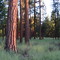 Pines at Dusk