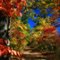 fall colors on Blair Mtn.