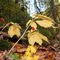 three prong ginseng