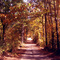 Fall Colors On Wire Road