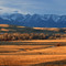 Wintering deer at sunset and the Crazy Mountains