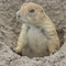 Prairie dog
